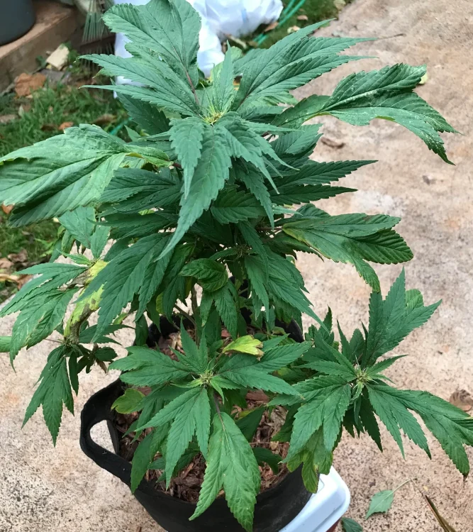 A Hawaiian Duckfoot plant in a black pot, its leaves showing the fused, webbed three-lobed shape that gives the strain its name